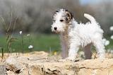 FOX TERRIER 308